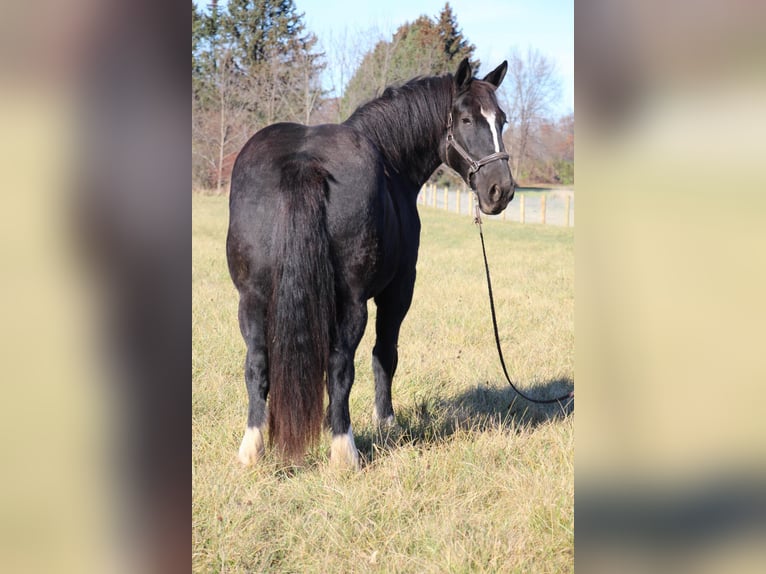 Draft Horse Mare 11 years Black in Howell, MI