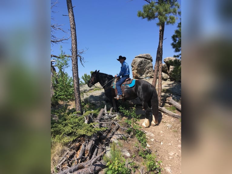 Draft Horse Mare 12 years Black in Howell, MI