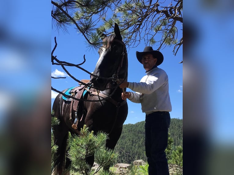 Draft Horse Mare 12 years Black in Howell, MI