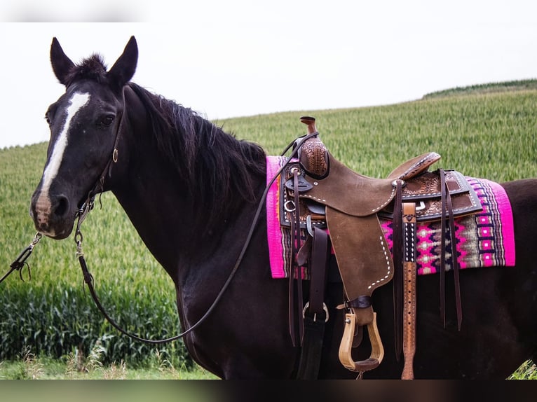 Draft Horse Mare 13 years 15,2 hh Black in Battle Creek