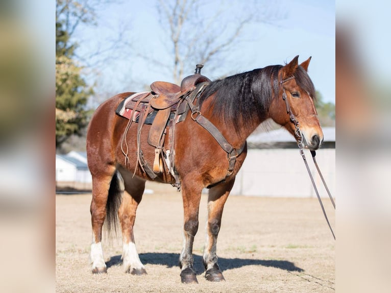 Draft Horse Mare 13 years 15,3 hh Bay in Everett PA