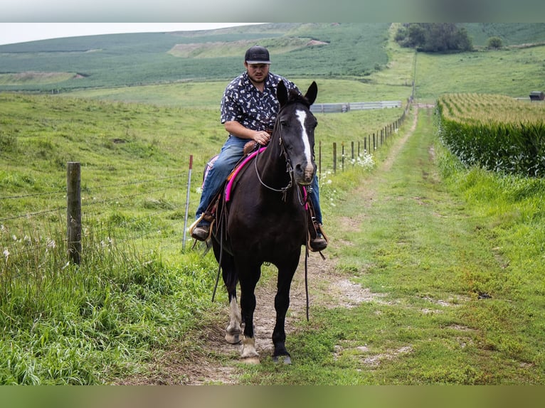 Draft Horse Mare 13 years 15,2 hh Black in Battle Creek