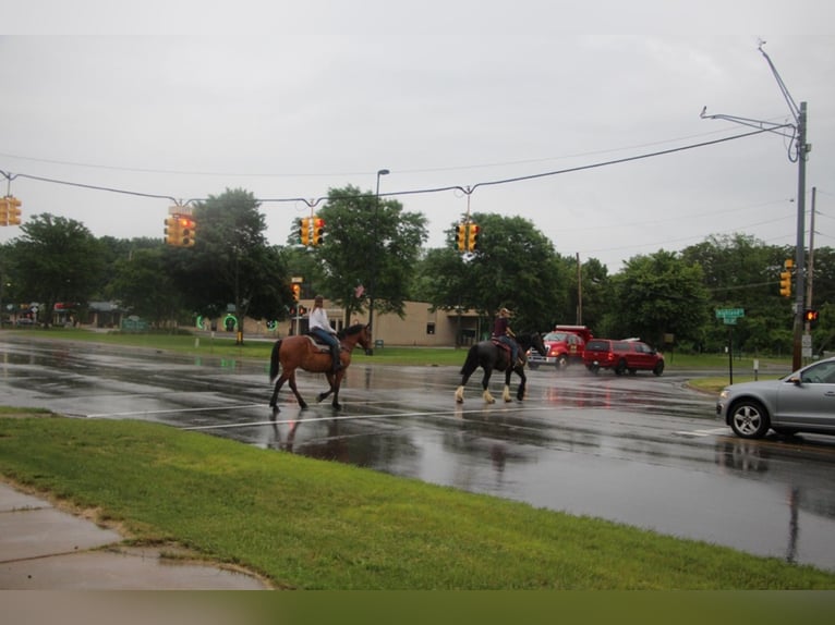 Draft Horse Mare 13 years 16,2 hh Bay in Highland Mi