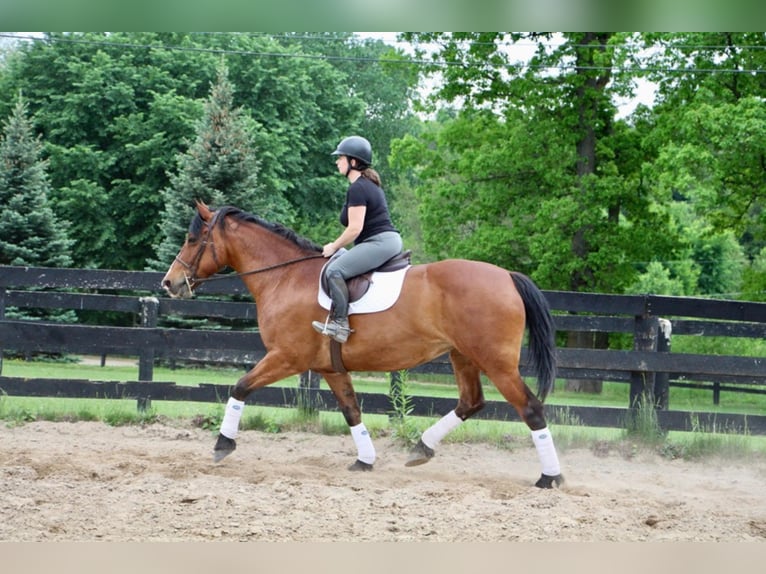 Draft Horse Mare 13 years 16,2 hh Bay in Highland Mi