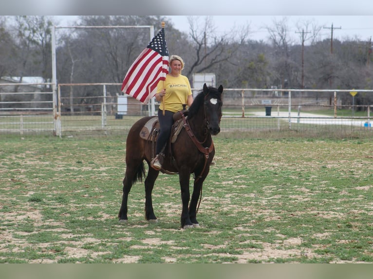 Draft Horse Mare 13 years 16 hh Black in Poolville