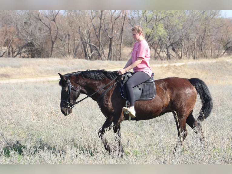 Draft Horse Mare 13 years 16 hh Black in Poolville
