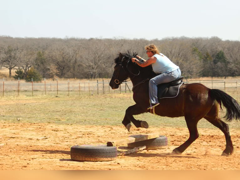 Draft Horse Mare 13 years 16 hh Black in Poolville