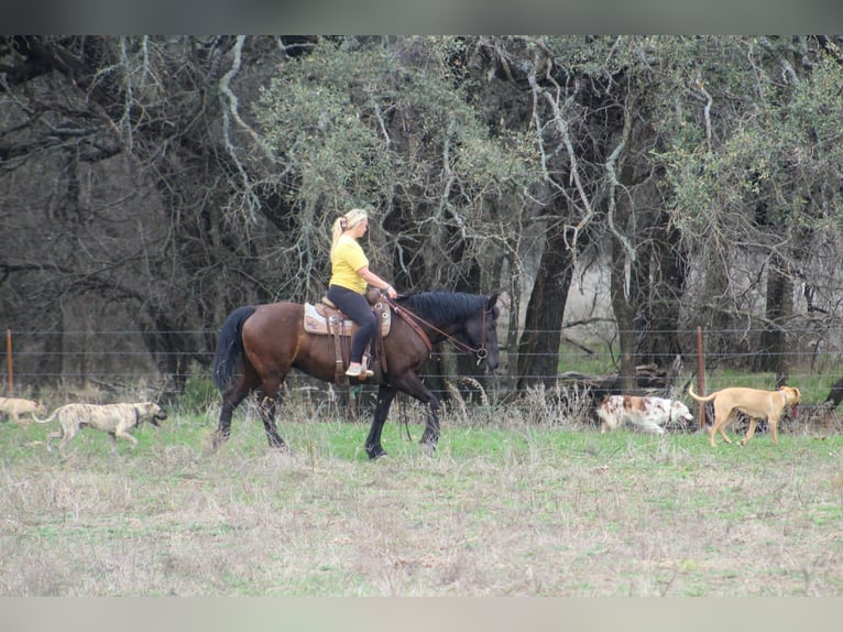 Draft Horse Mare 13 years 16 hh Black in Poolville