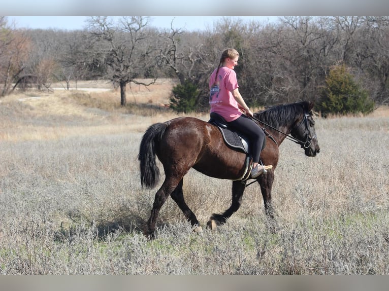 Draft Horse Mare 13 years 16 hh Black in Poolville