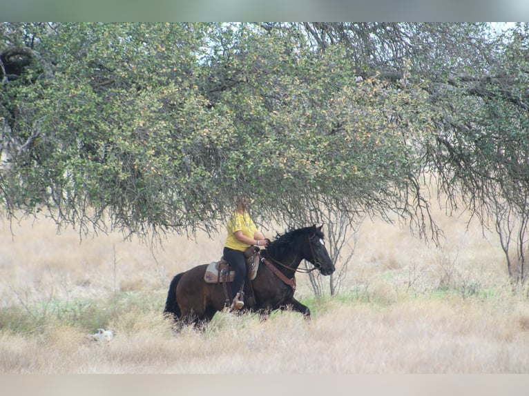 Draft Horse Mare 13 years 16 hh Black in Poolville