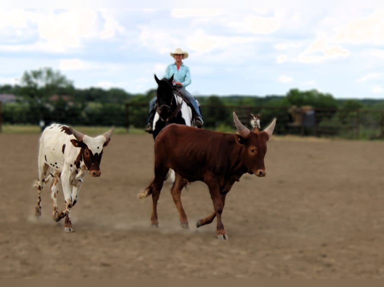 Draft Horse Mare 13 years 16,3 hh Tobiano-all-colors in Princeton MO