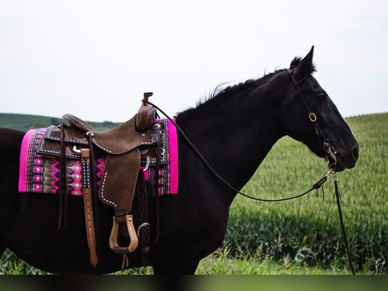Draft Horse Mare 14 years 15,2 hh Black in Battle Creek