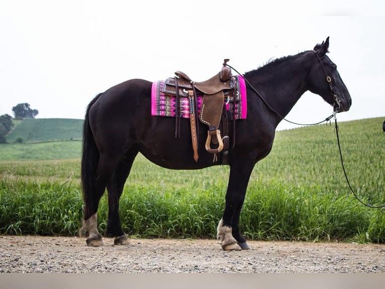Draft Horse Mare 14 years 15,2 hh Black in Battle Creek