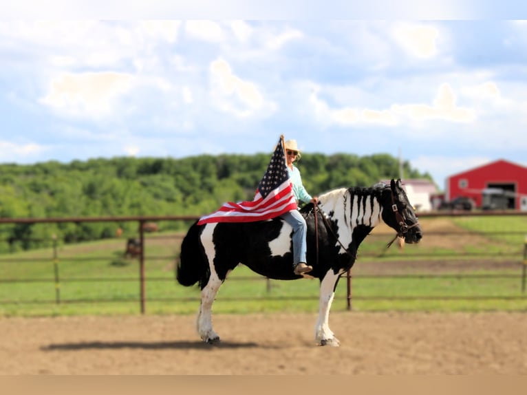 Draft Horse Mare 14 years 16,3 hh Tobiano-all-colors in Princeton MO