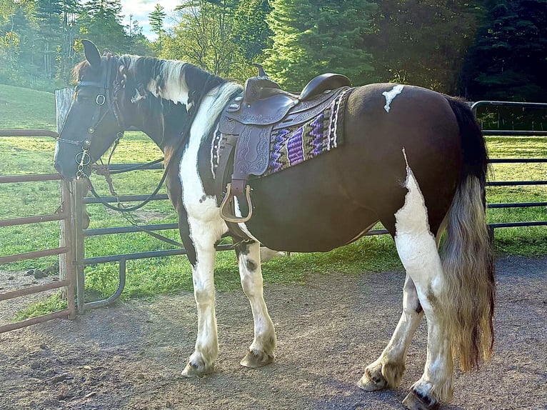 Draft Horse Mare 14 years 16 hh Pinto in Kerhonkson NY