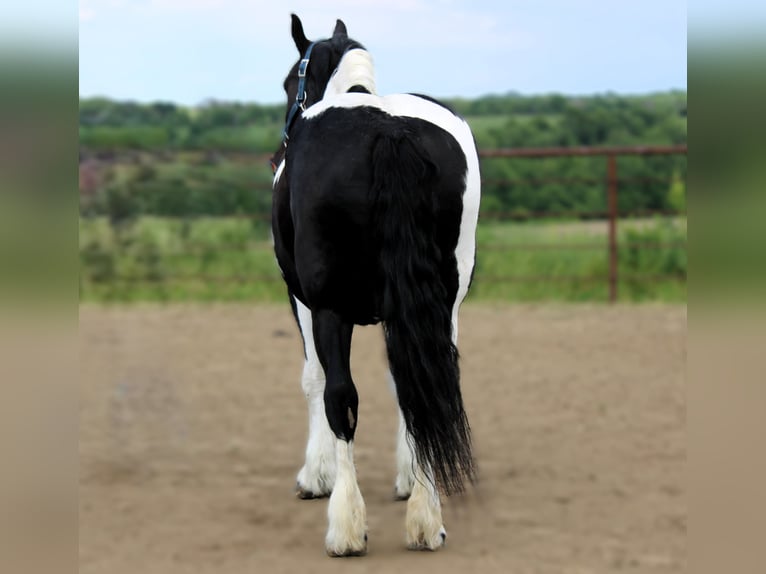 Draft Horse Mare 14 years 16,3 hh Tobiano-all-colors in Princeton MO