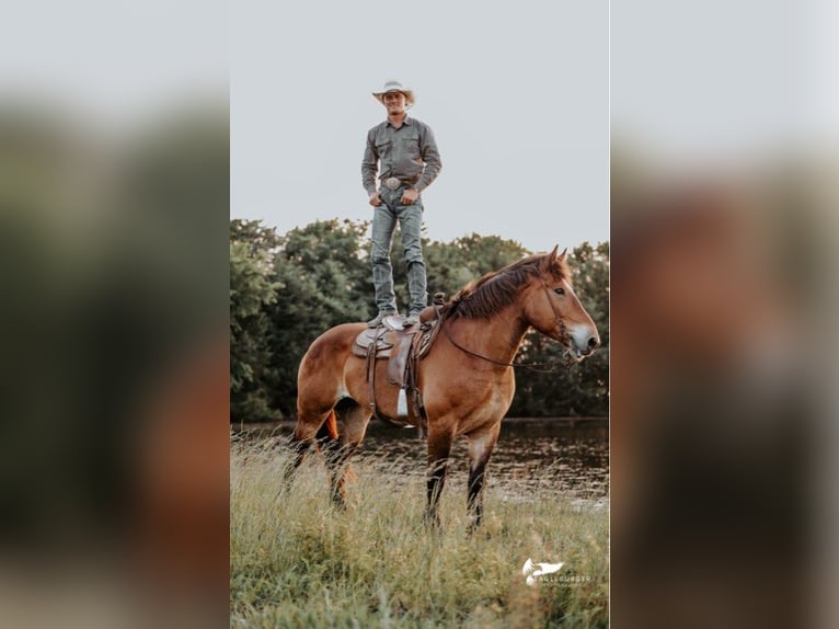 Draft Horse Mare 15 years 16.1 hh Bay in Cole Camp