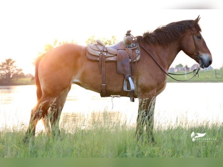 Draft Horse Mare 15 years 16.1 hh Bay in Cole Camp