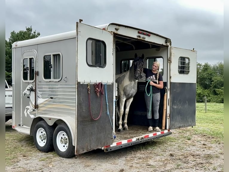 Draft Horse Mare 1 year 14,1 hh Tobiano-all-colors in Narvon