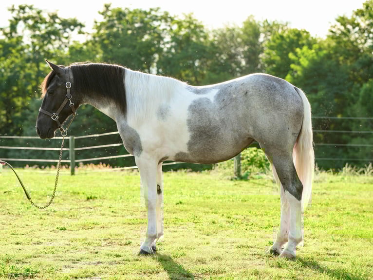 Draft Horse Mare 1 year 14,1 hh Tobiano-all-colors in Narvon