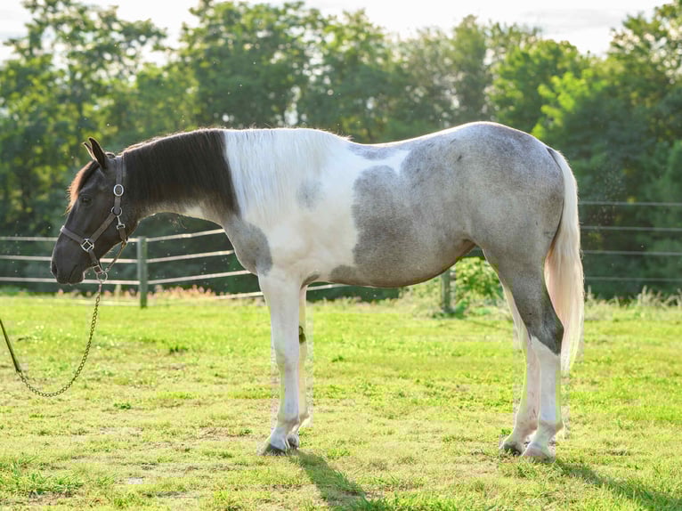 Draft Horse Mare 1 year 14,1 hh Tobiano-all-colors in Narvon
