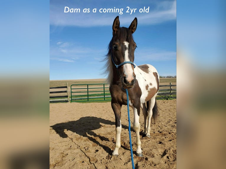 Draft Horse Mare 1 year 14,1 hh Tobiano-all-colors in Narvon