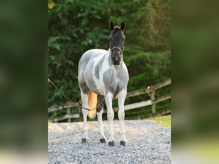 Draft Horse Mare 1 year 14,1 hh Tobiano-all-colors in Narvon