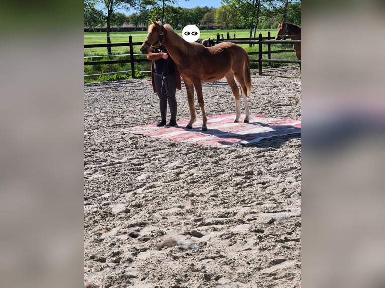 Draft Horse Mix Mare 1 year Chestnut-Red in Südbrookmerland