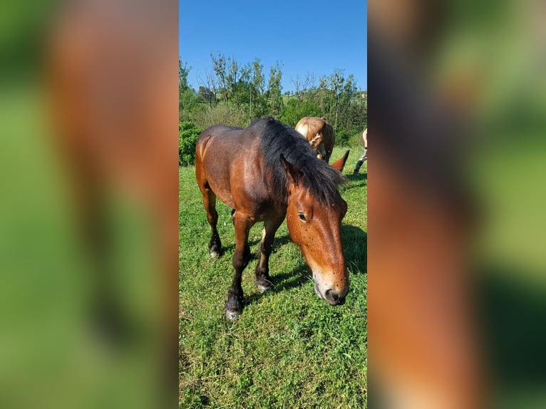 Draft Horse Mare 2 years Smoky-Black in Froeschwiller Draft Horse Mare 2 years Smoky-Black in Froeschwiller