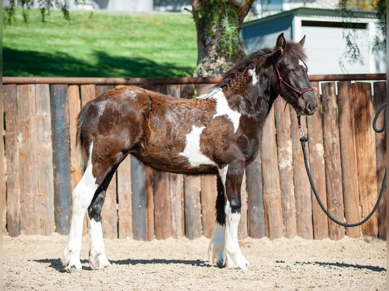 Draft Horse Mare 2 years Tobiano-all-colors in Murrieta, CA