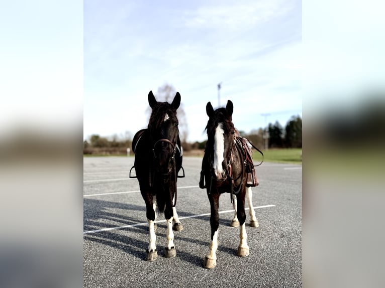 Draft Horse Mix Mare 3 years 15,1 hh Pinto in Gap