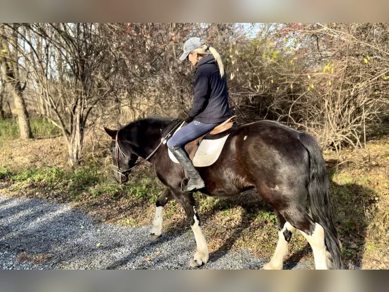 Draft Horse Mix Mare 3 years 15,1 hh Pinto in Gap
