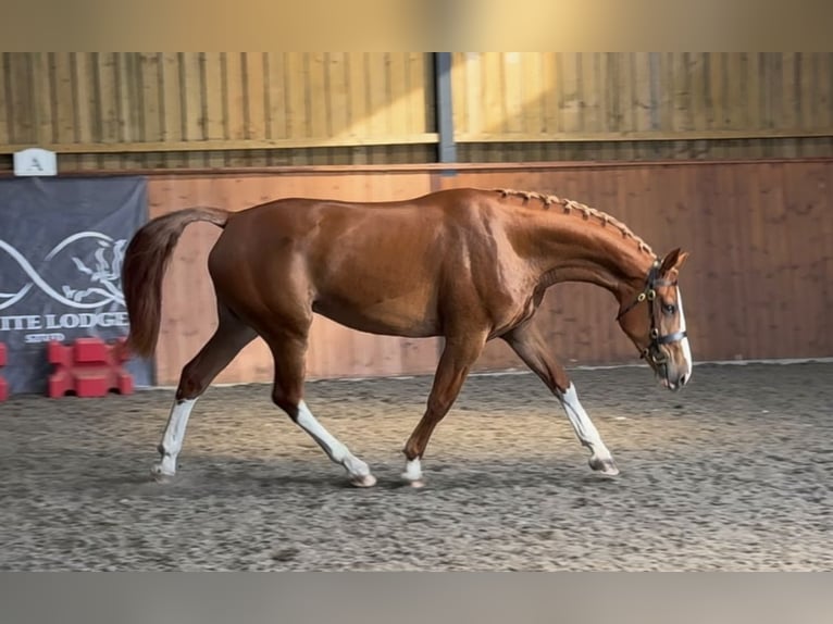 Draft Horse Mare 3 years 16.3 hh Chestnut in Essex