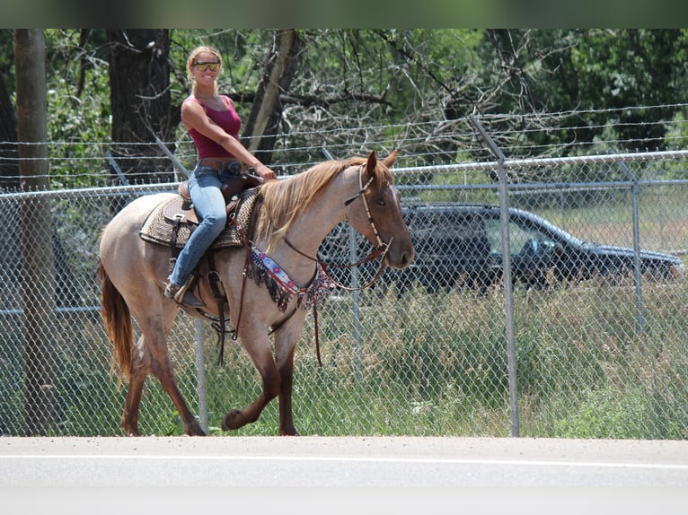 Draft Horse Mare 3 years 16,2 hh Roan-Red in Fort Collins
