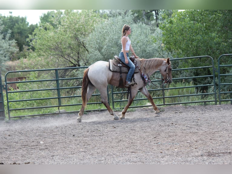 Draft Horse Mare 3 years 16,2 hh Roan-Red in Fort Collins