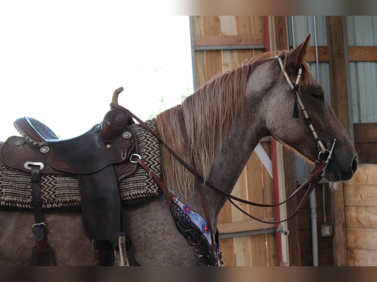 Draft Horse Mare 3 years 16,2 hh Roan-Red in Fort Collins