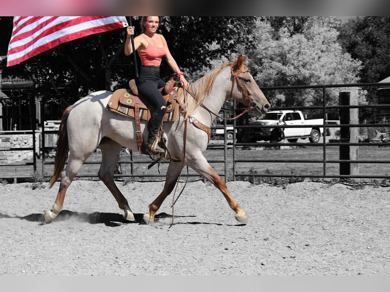 Draft Horse Mare 3 years 16,2 hh Roan-Red in Fort Collins