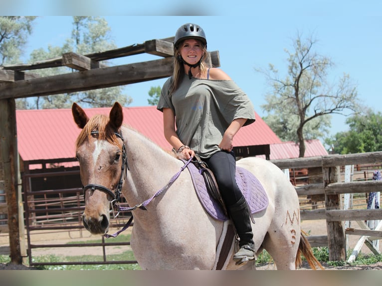 Draft Horse Mare 3 years 16,2 hh Roan-Red in Fort Collins