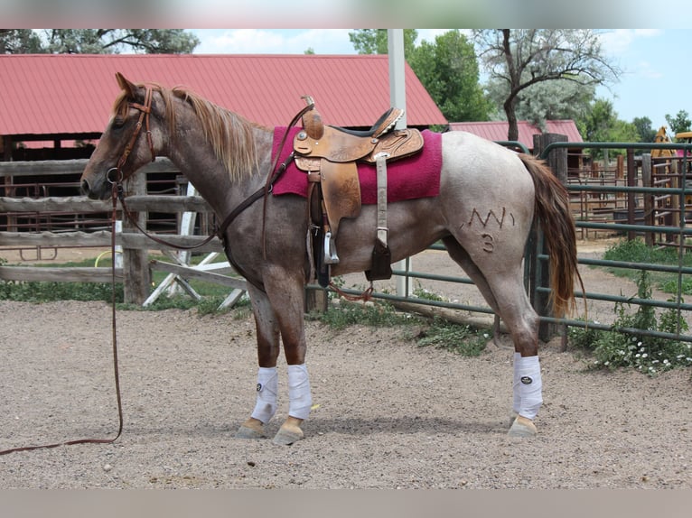 Draft Horse Mare 3 years 16,2 hh Roan-Red in Fort Collins