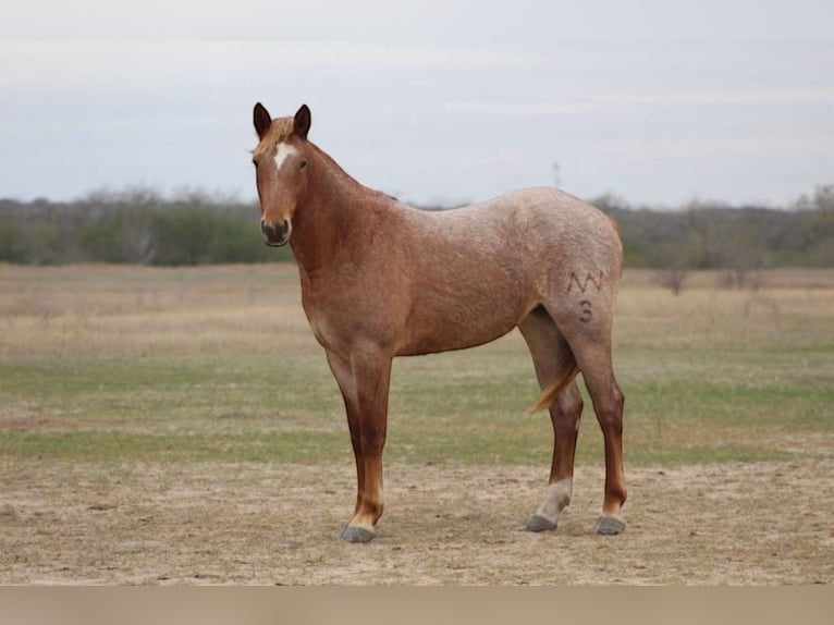 Draft Horse Mare 3 years 16,2 hh Roan-Red in Fort Collins
