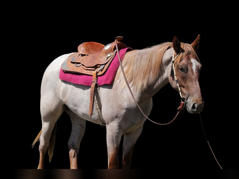 Draft Horse Mare 3 years 16,2 hh Roan-Red in Fort Collins