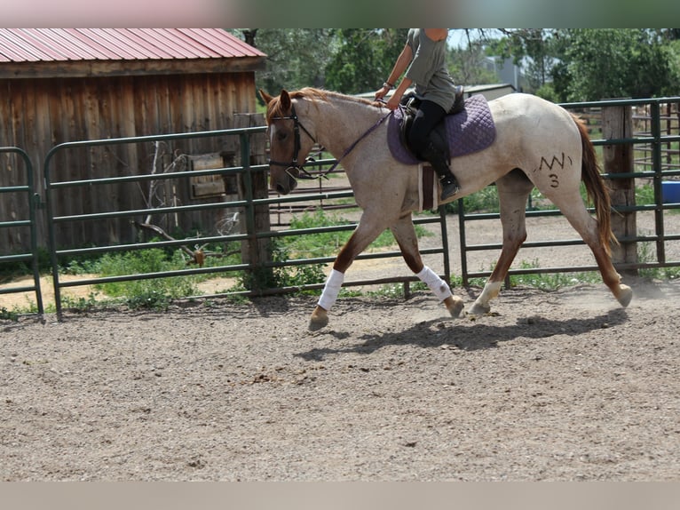 Draft Horse Mare 3 years 16,2 hh Roan-Red in Fort Collins
