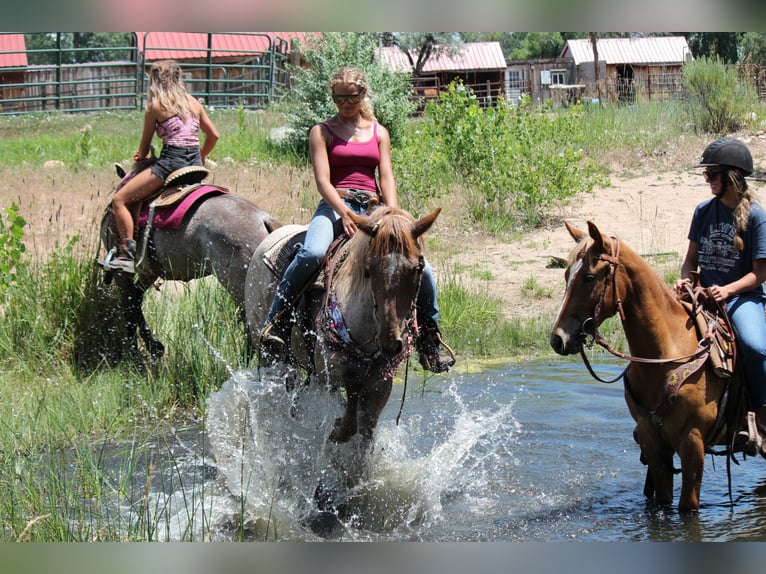 Draft Horse Mare 3 years 16,2 hh Roan-Red in Fort Collins