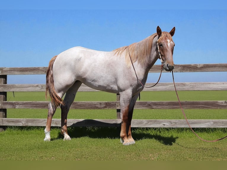Draft Horse Mare 3 years 16,2 hh Roan-Red in Fort Collins