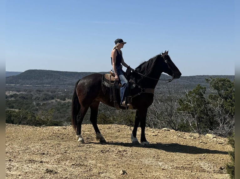 Draft Horse Mare 3 years 17 hh Bay in Weatherford