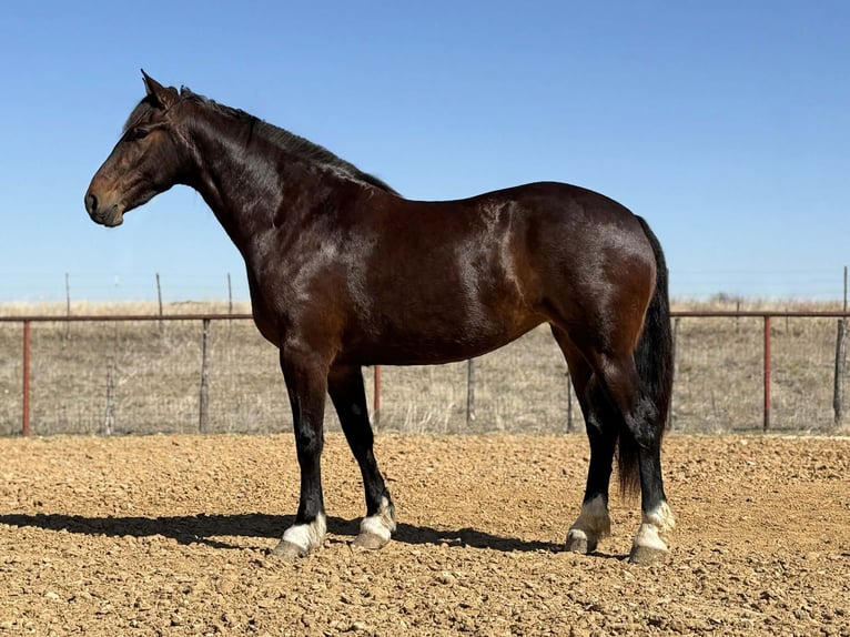 Draft Horse Mare 3 years 17 hh Bay in Weatherford