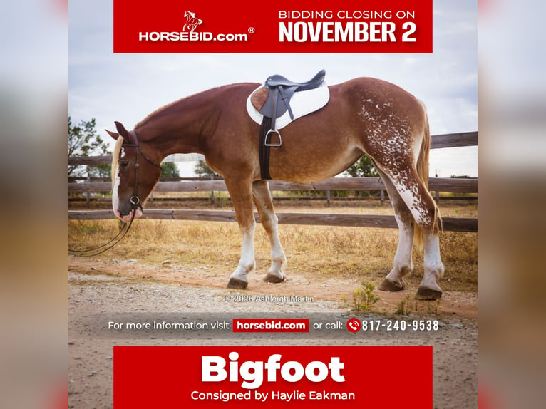 Draft Horse Mix Mare 3 years 17 hh Sorrel in Glen Rose