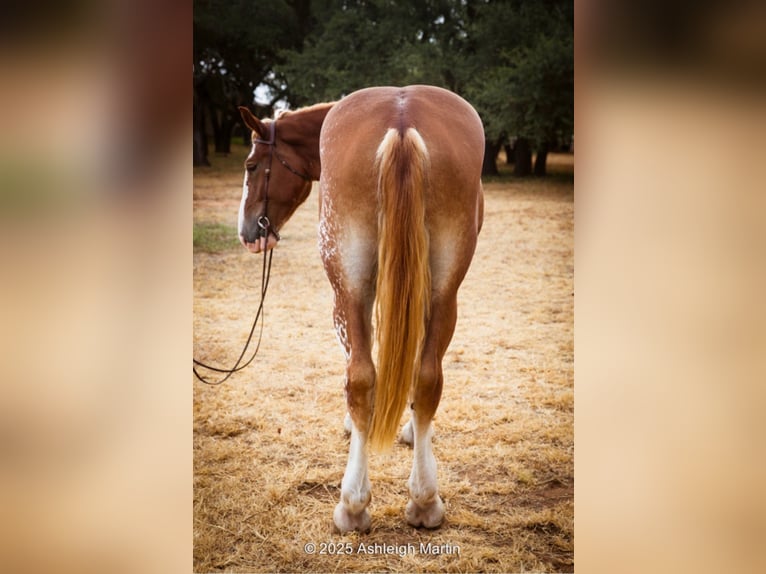 Draft Horse Mix Mare 3 years 17 hh Sorrel in Glen Rose