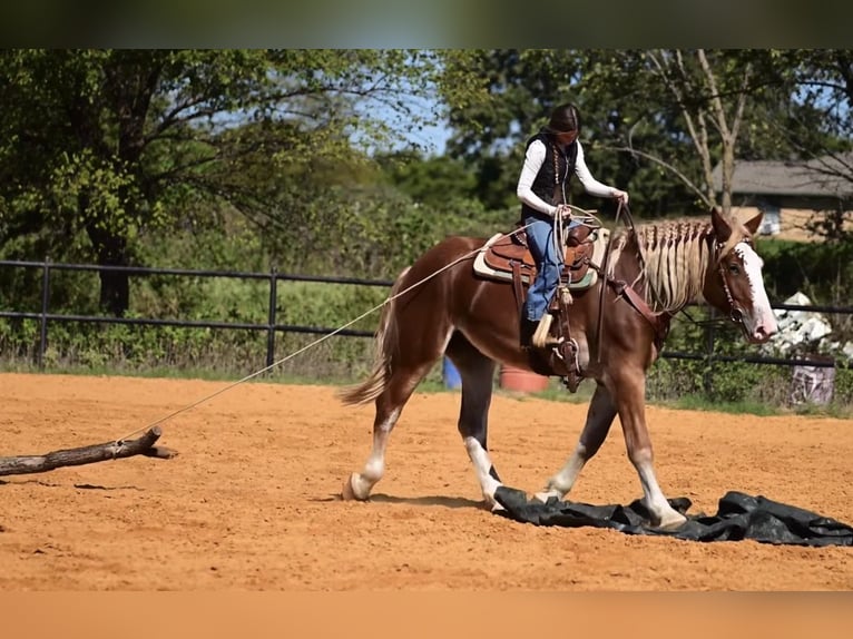 Draft Horse Mix Mare 3 years 17 hh Sorrel in Glen Rose