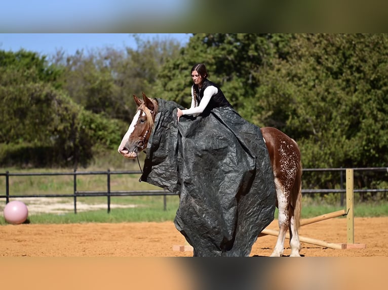 Draft Horse Mix Mare 3 years 17 hh Sorrel in Glen Rose